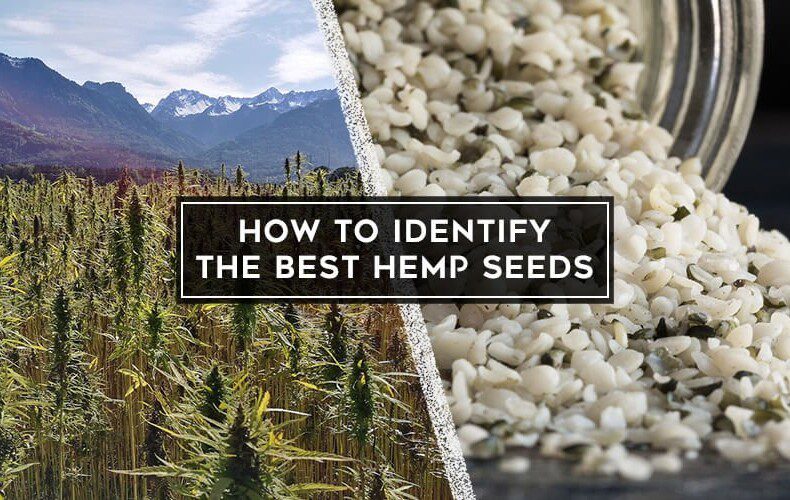 How to Identify Hemp Seeds