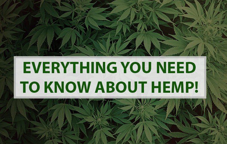 All about Hemp